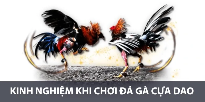 Kinh nghiệm khi chơi đá gà cựa dao